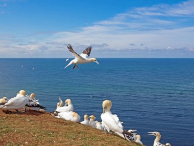 Helgoland adasındaki Kuzey Sümsük Kuşları Kolonisi (Morus Bassanus)