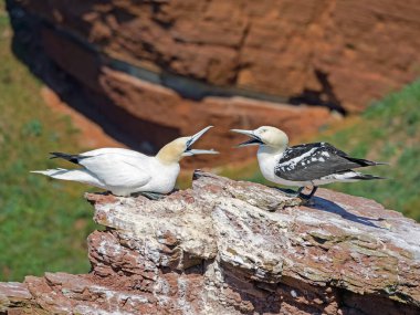 Almanya 'nın Helgoland adasındaki iki kuzey sümsük kuşunun (Morus Bassanus) yakın çekimi