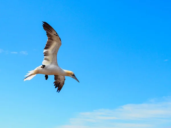 Północny Gannet Morus Bassanus Locie — Zdjęcie stockowe