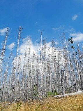 Alman alçak dağ sırası Harz Dağlarında ölü ladin ormanı