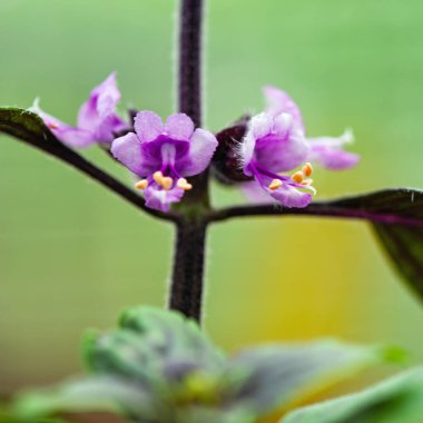 Fesleğen çiçeklerini kapat, Ocimum bazilika