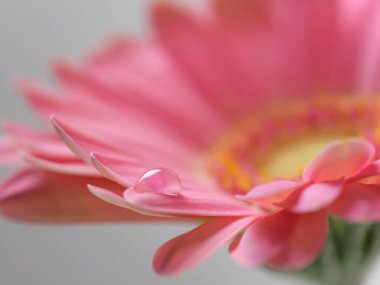 Bir damla suyla Gerbera çiçeğinin Macro 'su