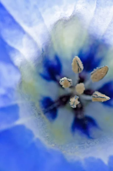 Macro Fleur Bleue Pomme Pérou Nicandra Physalodes — Photo