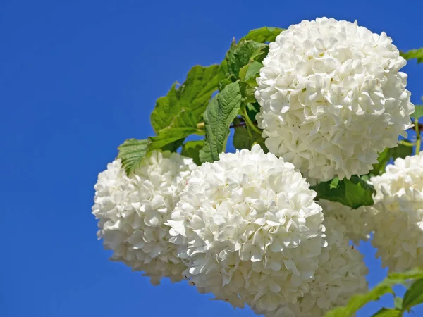 Primer Plano Flores Blancas Arbusto Bola Nieve Viburnum — Foto de Stock