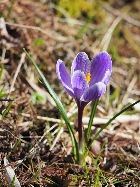 Zblízka Fialový Květ Krokus Crocus — Stock fotografie