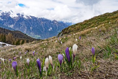 Sarntal Alplerinde çiçek açan timsahlarla dolu çayır, Güney Tyrol, İtalya