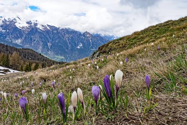 Sarntal Alplerinde çiçek açan timsahlarla dolu çayır, Güney Tyrol, İtalya