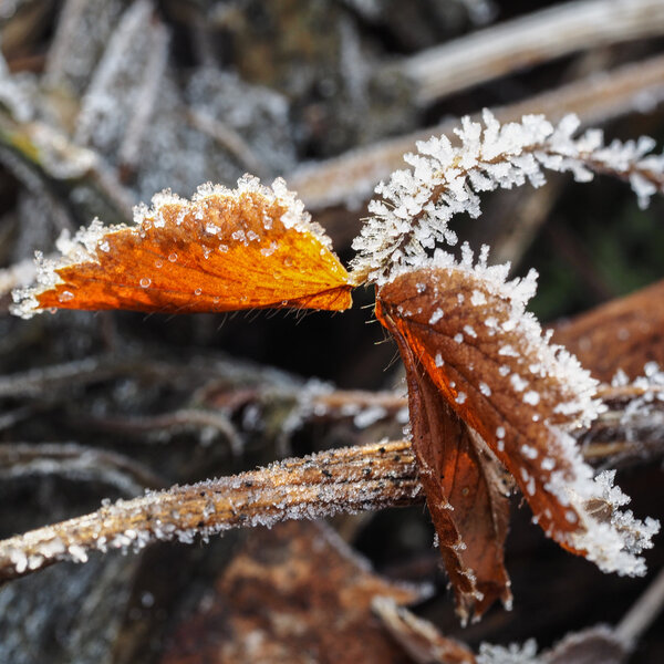Frozen leaf aof strawberry plant