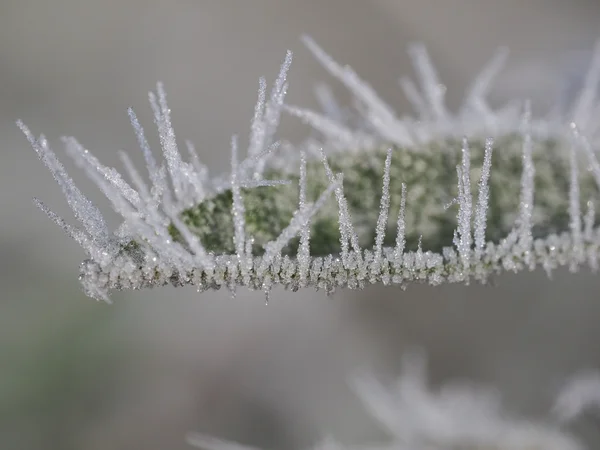 Frozen leaf of salvia — Stock Photo, Image