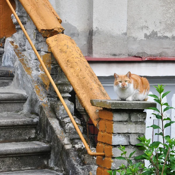 Çürük bir evin önünde bir kedi ile pastoral sahne — Stok fotoğraf