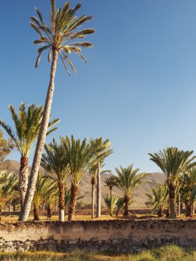 palmiye ağaçları, Kanarya Adaları, fuerteventura