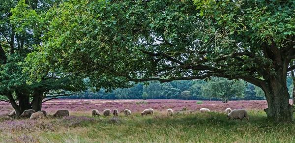 araziler koyunları ile pastoral toplayan