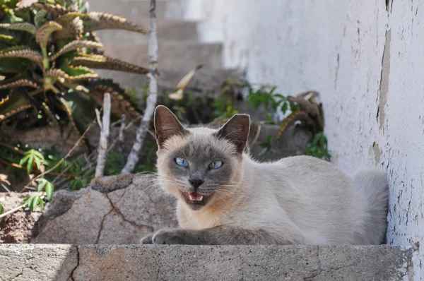 Dışında bir adım üzerinde oturan güzel purebread kedi — Stok fotoğraf