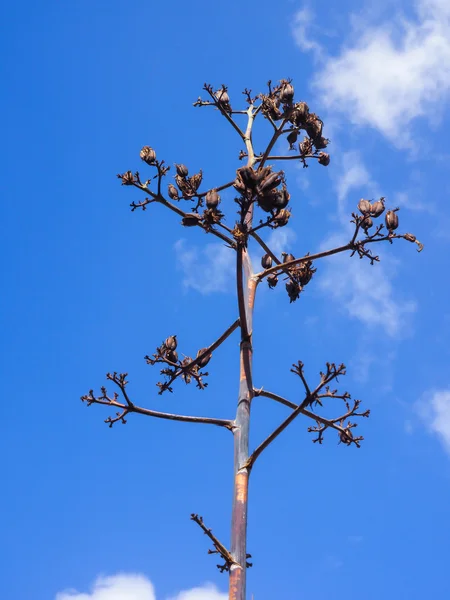 Primer plano de una florescencia descolorida de agave planta aislada en el cielo azul — Foto de Stock