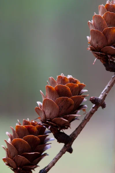 Rama de alerce con conos de abeto — Foto de Stock