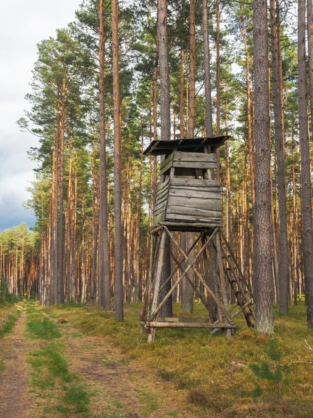 Високе сидіння в лісі — стокове фото