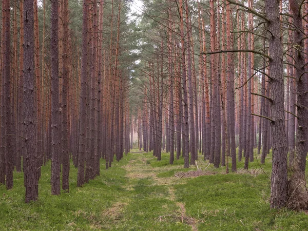 Пішохідна стежка через ліс — стокове фото