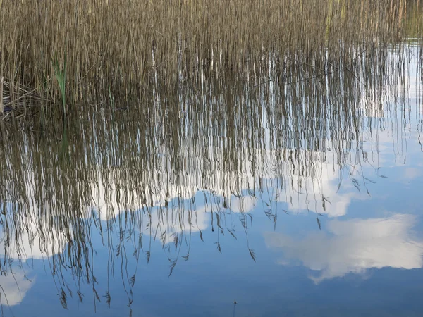 Reflection of reed, clouds and blue sky in the water — Stock Photo, Image