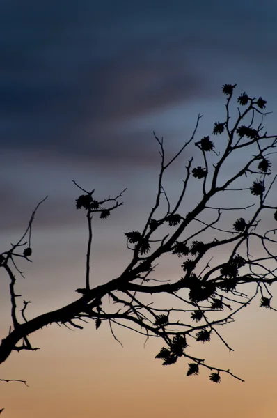 Ramo de uma árvore como silhueta no crepúsculo — Fotografia de Stock
