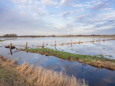 Swamp with flooded meadow at Germany, Europa clipart