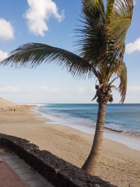 Sandy beach ile ön plan, Fuerteventura, Kanarya Adaları'nda palmiye ağacı