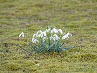 Bir grup beyaz kardelen, Galanthus, bir çayırda