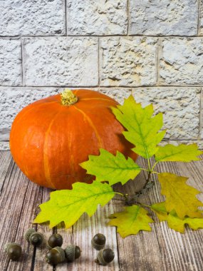 Meşe palamudu kabak, Meşe yaprağı ile natürmort, tipik meyve sonbahar sonbahar