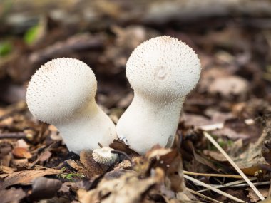 closeup iki mantar, Lycoperdon, Doğal habitatları