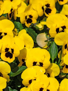 Bir sürü sarı nonoş çiçekleri olan çiçek tarhı.