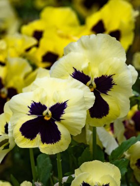 Birkaç sarı nonoş çiçeğinin yakın çekimi.