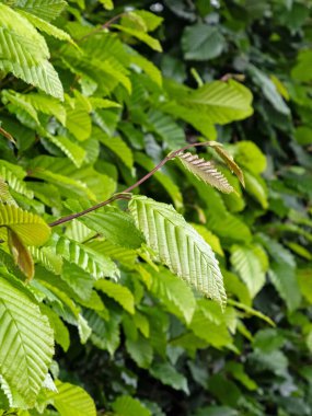 Çitin bir parçası olarak boynuz demetinin yapraklarının yakın çekimi, Carpinus betulus