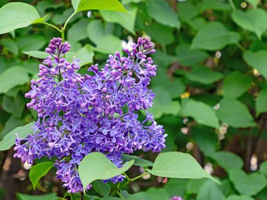 Bir leylağın mor şişkinliğinin yakın çekimi, şırınga vulgaris.