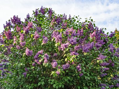 Eflatun bir ağacın mor kızılötesi görüntüsü, şırınga bayağılığı.
