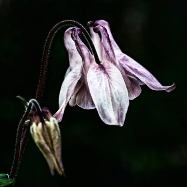 Kolumbanın, Aquilegia 'nın pembe, narin çiçeğinin yakın çekimi.