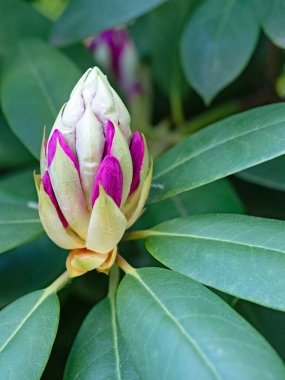 Pembe bir rhododendron çiçeğinin tomurcuğunun yakın çekimi