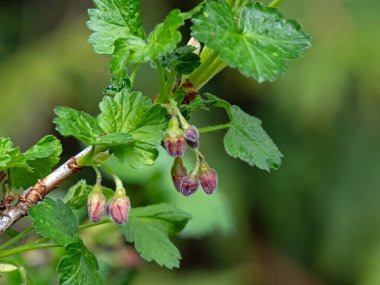 İtfaiyenin bir dalına yakın çekim, Ribes.
