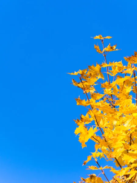 Yellow leaves of marble isolated on blue sky with space for text, fall, autumn — Stock Photo, Image