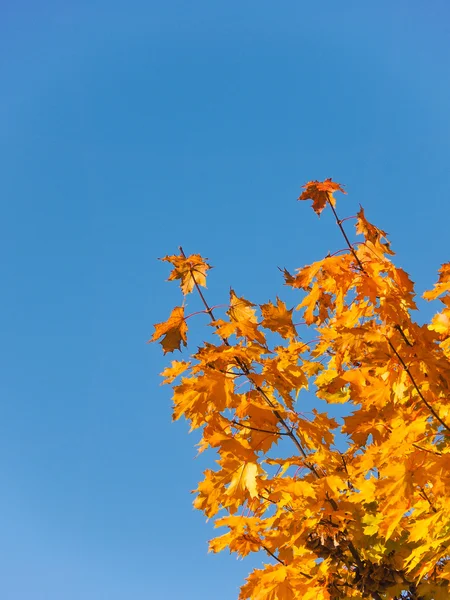 Yellow leaves of marble isolated on blue sky with space for text, fall, autumn — Stock Photo, Image