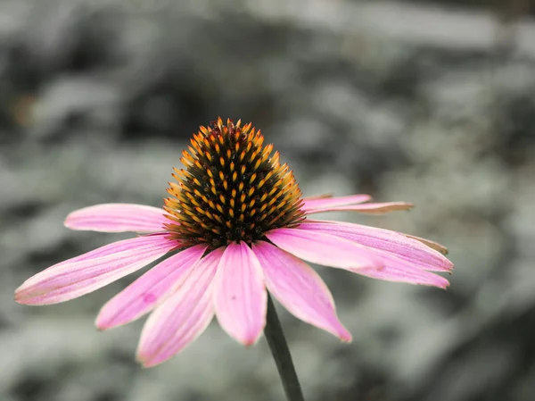 Zbliżenie jeden fioletowy kwiat z jeżówki echinacea — Zdjęcie stockowe