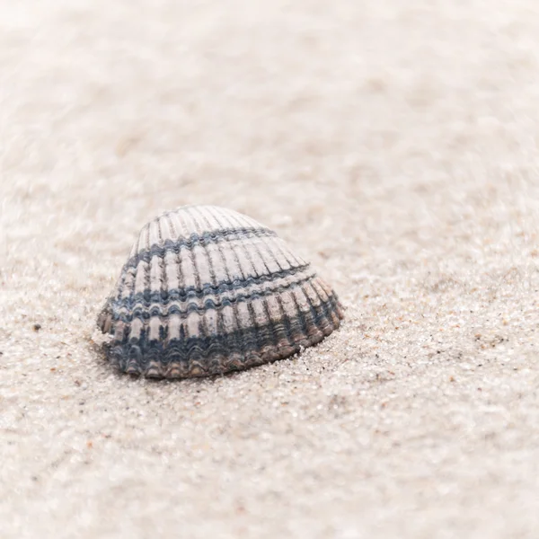 Metin alanı olan bir plajda bir ortak cockle closeup