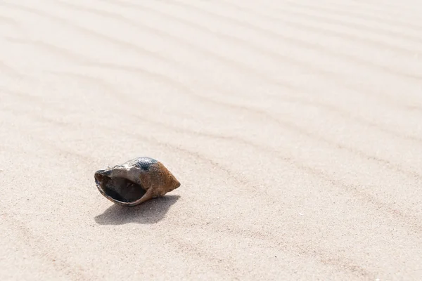 Closeup of a common whelk, Buccinum undatum, o a beach with space for text — Stock Photo, Image