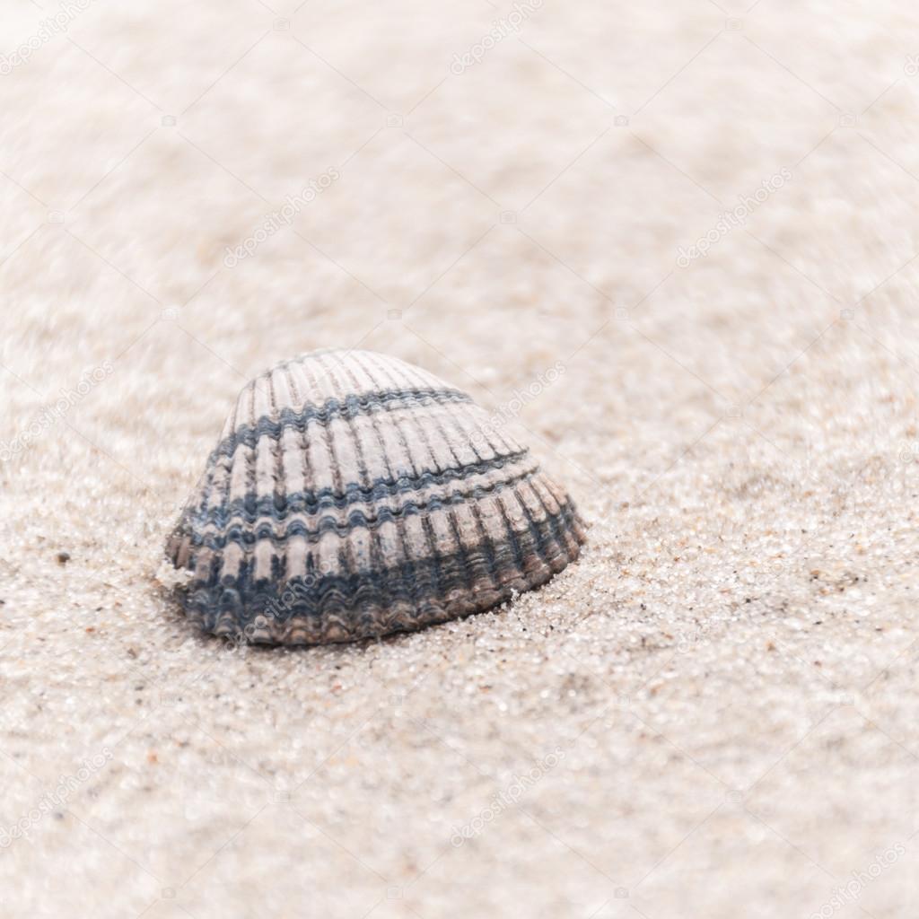 Closeup of a common cockle on a beach with space for text
