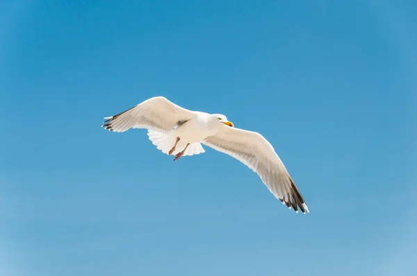 Gros plan d'un goéland marin volant sur le ciel bleu — Photo