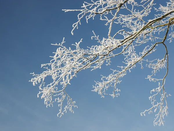 Branch of a tree coverd with hoarfrost isolated on blue sky — Stock Photo, Image