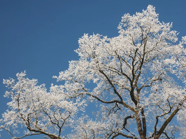 Tree covered with hoarfrost in winter isolated on blue sky — Stock Photo, Image