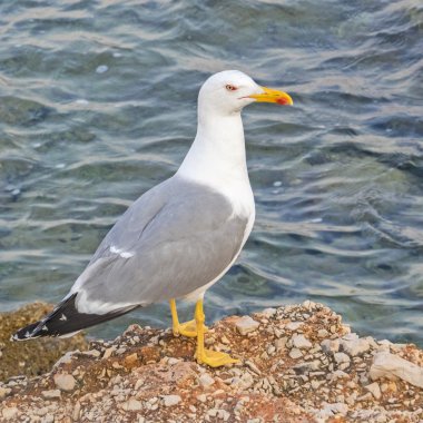 bir ringa martı Larus argentatus closeup