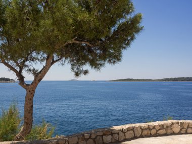 Çam ağacı boşaltmak ile Adriyatik Denizi kıyısında