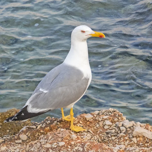 Zbliżenie mewa srebrzysta, Larus argentatus — Zdjęcie stockowe