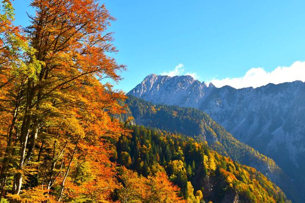 Yellow and orange beech trees and a view of mountain peak in Karavanke mountains in Gorenjska, Slovenia