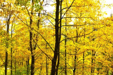 Geniş yapraklı gür sarı sonbahar yaprakları, yapraklı çınar çınar ağaçları.